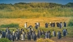 Pinguino Rey Park, Punta Arenas, Information, how to get there, what to see, Porvenir, Chile.  Porvenir - CHILE