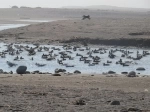 Lluta River.  Arica - CHILE