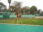 Park of the Legends.  Lima - PERU