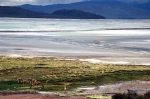 Las Vicunas National Reserve.  Putre - CHILE