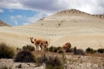 Las Vicunas National Reserve.  Putre - CHILE