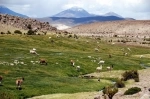 Las Vicunas National Reserve.  Putre - CHILE