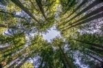 National Monument Forests of Muir.  San Francisco, CA - UNITED STATES