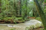 National Monument Forests of Muir.  San Francisco, CA - UNITED STATES