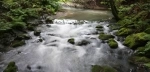 National Monument Forests of Muir.  San Francisco, CA - UNITED STATES