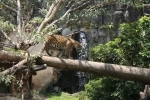 La Aurora Zoo.  Guatemala city - Guatemala