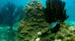 Corales del Rosario and San Bernardo National Marine Natural Park.  Cartagena de Indias - COLOMBIA