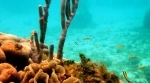 Corales del Rosario and San Bernardo National Marine Natural Park.  Cartagena de Indias - COLOMBIA