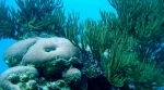 Corales del Rosario and San Bernardo National Marine Natural Park.  Cartagena de Indias - COLOMBIA