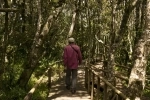 Fray Jorge National Park, Ovalle.  Ovalle - CHILE