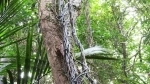 Waitakere Ranges Regional Park, Auckland, New Zealand. Guide, Information.   - New Zealand