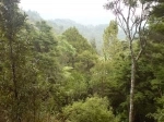 Waitakere Ranges Regional Park, Auckland, New Zealand. Guide, Information.   - New Zealand