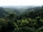 Waitakere Ranges Regional Park, Auckland, New Zealand. Guide, Information.   - New Zealand