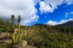 La Campana National Park. Chile National Park.  Olmue - CHILE