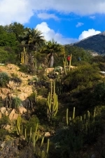 La Campana National Park. Chile National Park.  Olmue - CHILE