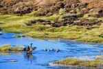 Lauca National Park,  Lake Chungara, Hiking, walking, Chung, Lauca, Arica, Putre.  Putre - CHILE