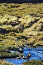 Lauca National Park,  Lake Chungara, Hiking, walking, Chung, Lauca, Arica, Putre.  Putre - CHILE