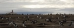 Magdalena Island Lighthouse, Punta Arenas Attractions.  Punta Arenas - CHILE