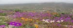 Llanos de Challes National Park.  Vallenar - CHILE