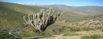 Las Chinchillas National Reserve.  Illapel - CHILE