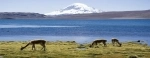 Chungara Lake, Putre, Arica.  Arica - CHILE
