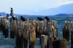 Braun and Blanchard pier.  Puerto Natales - CHILE