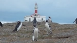 Magdalena Island Lighthouse, Punta Arenas Attractions.  Punta Arenas - CHILE