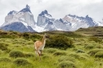 Torres del Paine National Park, Guide and information.  Puerto Natales - CHILE