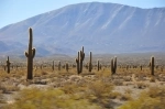 Los Cardones National Park, National Parks, Argentina, Salta.  Payogasta - ARGENTINA