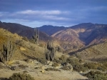 Pan de Azucar National Park - Antofagasta.  Antofagasta - CHILE