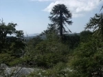 Nahuelbuta National Park.  Angol - CHILE