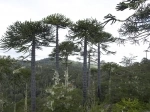 Nahuelbuta National Park.  Angol - CHILE