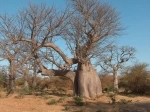 Bandia Nature Reserve, Dakar, Senegal. Information, what to see, how to get there.   - SENEGAL