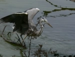 Bandia Nature Reserve, Dakar, Senegal. Information, what to see, how to get there.   - SENEGAL