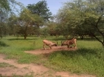 Bandia Nature Reserve, Dakar, Senegal. Information, what to see, how to get there.   - SENEGAL