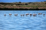 Laguna Nimez Nature Reserve.  El Calafate - ARGENTINA