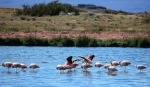 Laguna Nimez Nature Reserve.  El Calafate - ARGENTINA