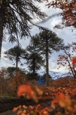 Conguillío National Park.  Lonquimay - CHILE