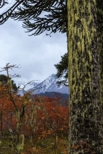 Conguillío National Park.  Lonquimay - CHILE