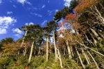 Huerquehue National Park, Guide to national parks in Chile.  Pucon - CHILE