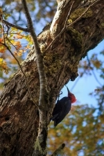 Huerquehue National Park, Guide to national parks in Chile.  Pucon - CHILE