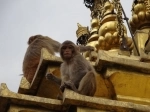 Swayambhunath, Kathmandu, Nepal.The temple of the monkeys. Attractions guide in Kathmandu, Nepal.   - Nepal