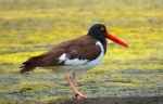 El Yali National Reserve.  San Antonio - CHILE