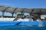 Miami Seaquarium. Miami attractions guide. what to do, what to see, information.  Miami, FL - UNITED STATES