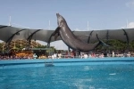 Miami Seaquarium. Miami attractions guide. what to do, what to see, information.  Miami, FL - UNITED STATES