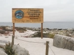 Humboldt Penguin National Reserve.  La Serena - CHILE