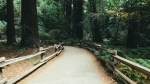 National Monument Forests of Muir.  San Francisco, CA - UNITED STATES