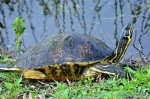 Everglades National Park is a World Heritage Site and is located in the southeastern corner of the United States in the state of Florida..  Miami, FL - UNITED STATES