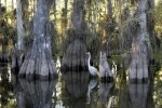 Everglades National Park is a World Heritage Site and is located in the southeastern corner of the United States in the state of Florida..  Miami, FL - UNITED STATES