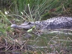 Everglades National Park is a World Heritage Site and is located in the southeastern corner of the United States in the state of Florida..  Miami, FL - UNITED STATES